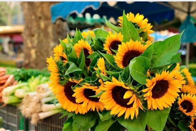 Gite Des Tournesols Oradour-Fanais 외부 사진